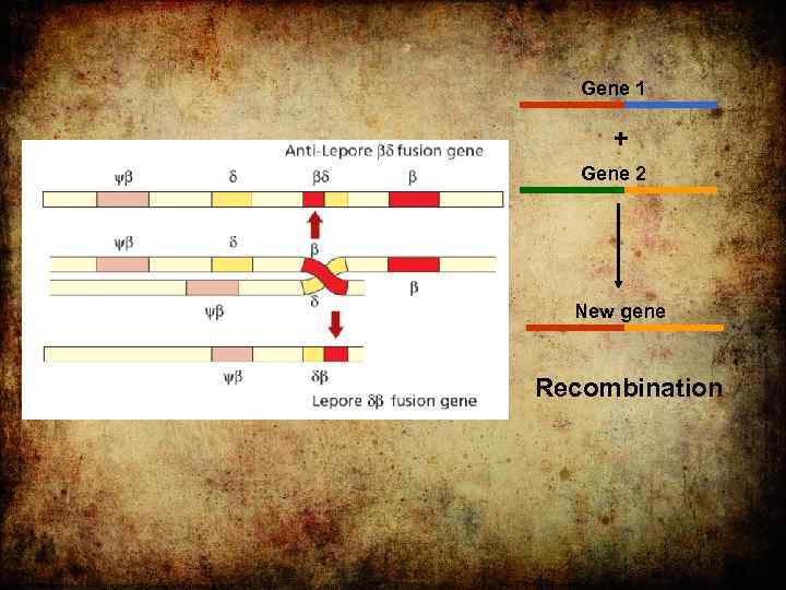 Gene 1 + Gene 2 New gene Recombination 