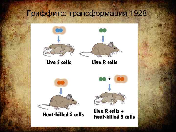 Гриффитс: трансформация 1928 19 