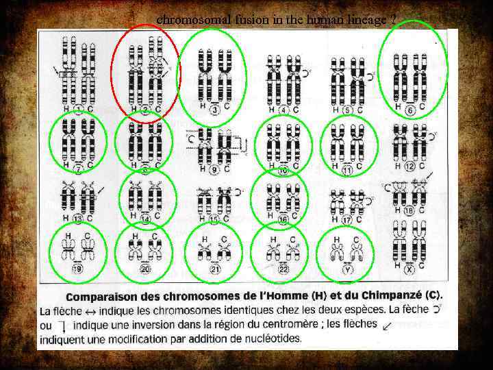 chromosomal fusion in the human lineage ? 