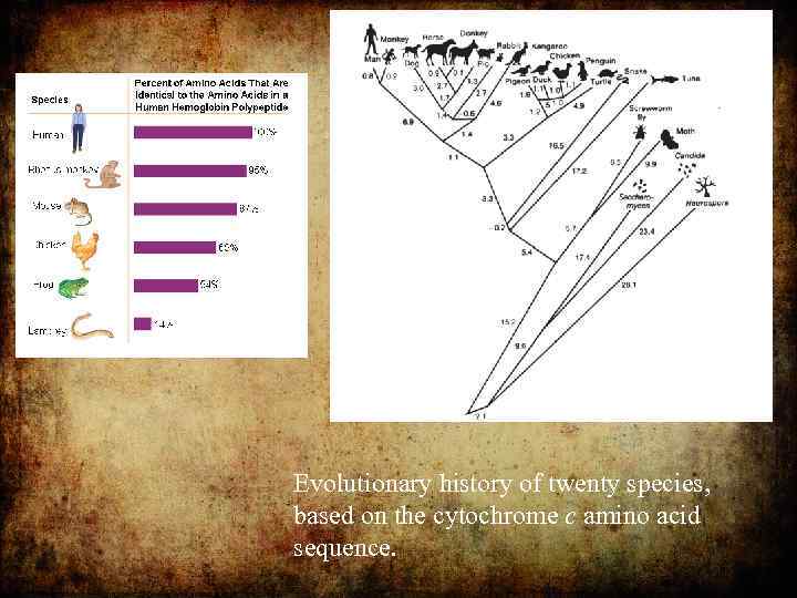 Evolutionary history of twenty species, based on the cytochrome c amino acid sequence. 