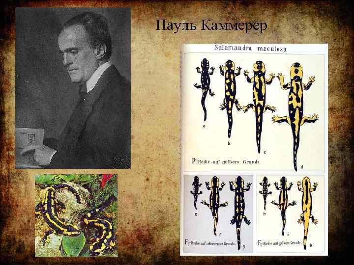 Пауль Каммерер 