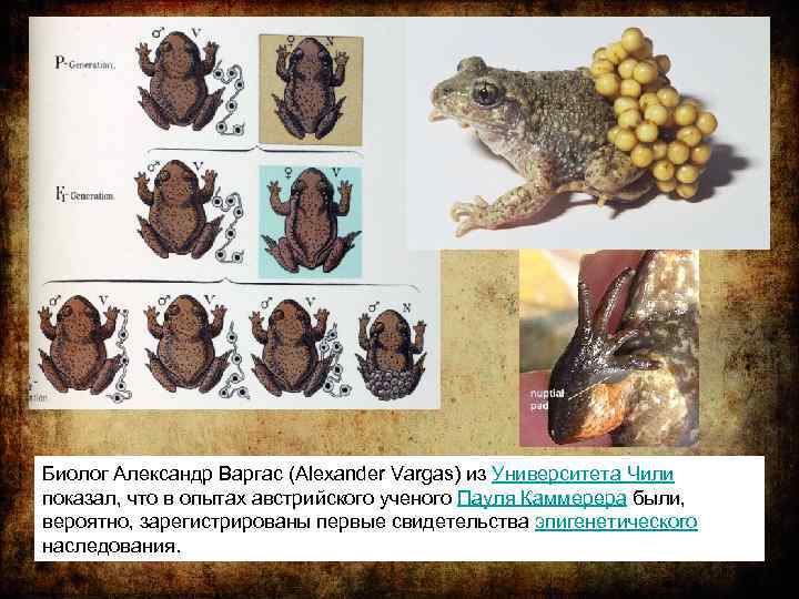 Биолог Александр Варгас (Alexander Vargas) из Университета Чили показал, что в опытах австрийского ученого
