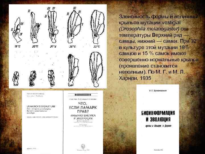 Зависимость формы и величины крыльев мутации vestigial (Drosophila теlanogaster) от температуры Верхний ряд —