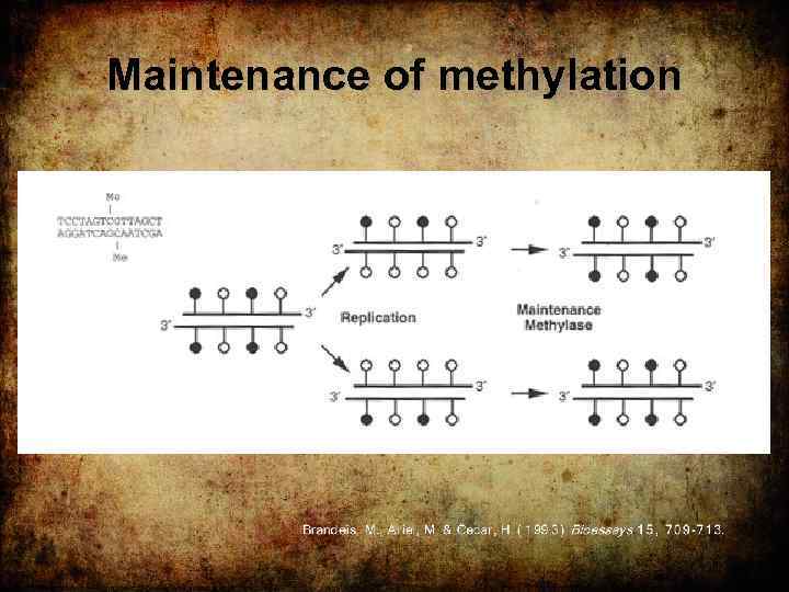 Maintenance of methylation 