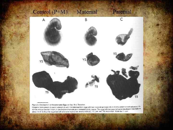 Control (P+M) Maternal Paternal 