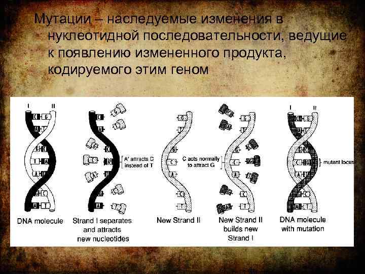 Мутации – наследуемые изменения в нуклеотидной последовательности, ведущие к появлению измененного продукта, кодируемого этим