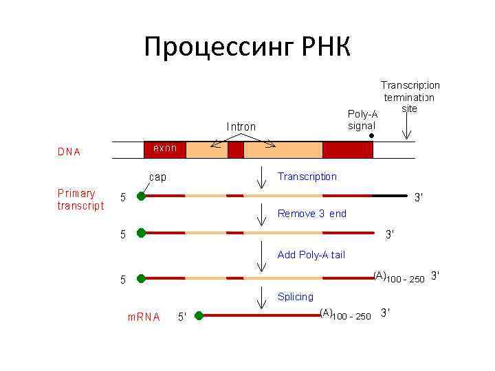 3 созревания рнк. Кэпирование Полиаденилирование сплайсинг. Сплайсинг МРНК эукариот. Созревание (процессинг) информационной РНК.. Процессинг и сплайсинг в биологии.