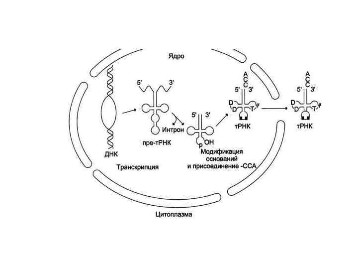 Процесс транскрипции рисунок. Транскрипция схема синтеза РНК. Биосинтез РНК схема. Транскрипция РНК схема биохимия. Синтез РНК биохимия схема.