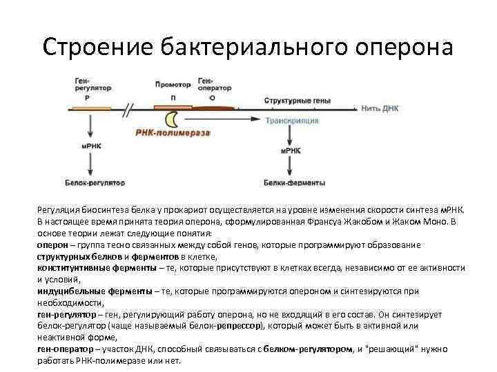 Регуляция генов прокариот. Структура оперона прокариот. Схема лактозного оперона у прокариот. Оперон бактериальной клетки схема. Строение бактериального оперона..