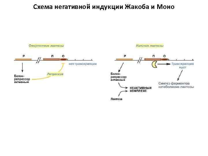 Строение оперона схема ф жакоба и ж моно