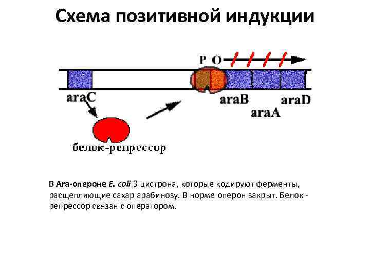 Транскрипция оперона. Позитивная индукция мальтозный оперон. Негативная индукция лактозного оперона. Схема регуляция оперона по индукции. Позитивный контроль индукции лактозный оперон схема.