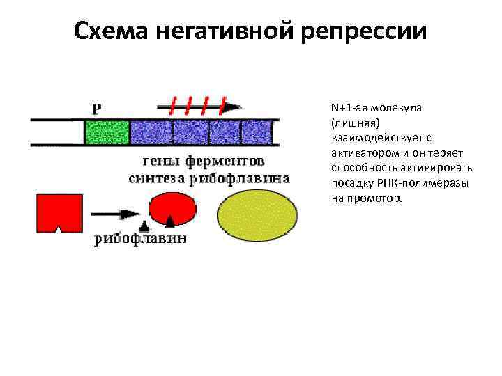 Схема негативной репрессии N+1 -ая молекула (лишняя) взаимодействует с активатором и он теряет способность