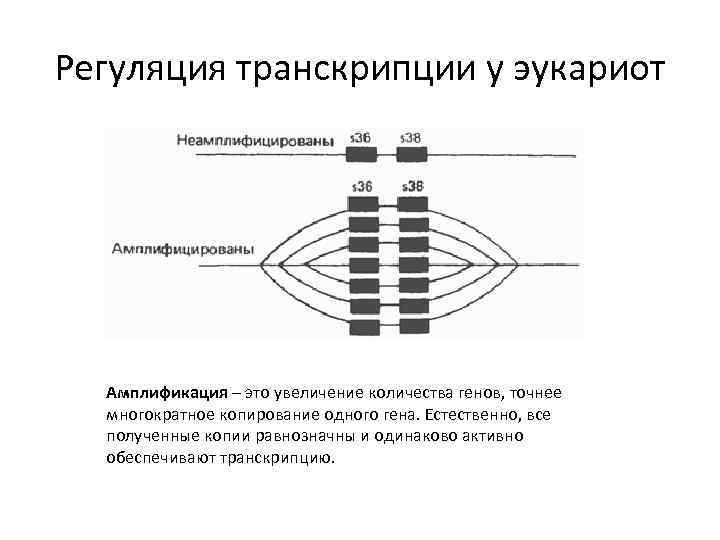 Регуляция транскрипции у эукариот Амплификация – это увеличение количества генов, точнее многократное копирование одного