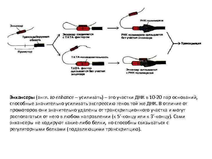 Энхансеры (англ. to enhance – усиливать) – это участки ДНК в 10 -20 пар