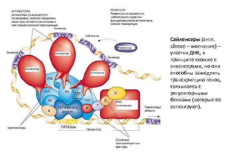 Сайленсеры (англ. silence – молчание) – участки ДНК, в принципе схожие с энхансерами, но