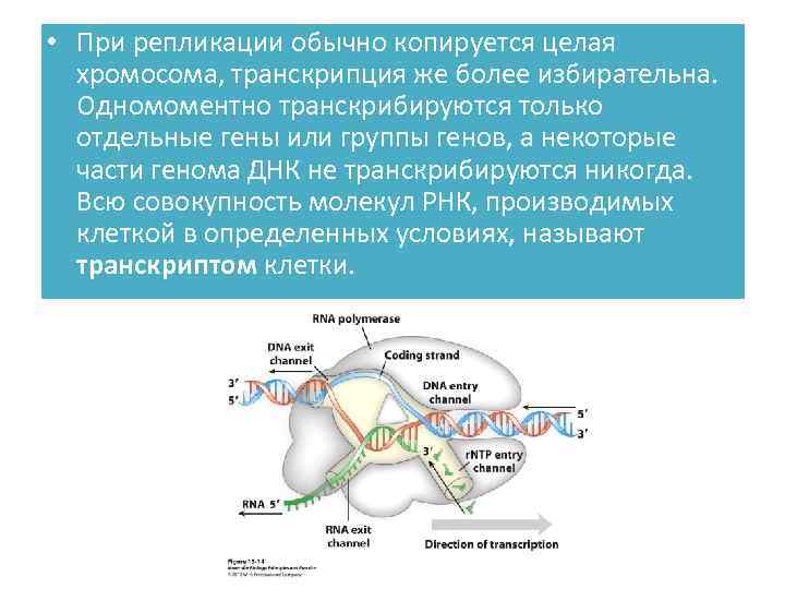  • При репликации обычно копируется целая хромосома, транскрипция же более избирательна. Одномоментно транскрибируются