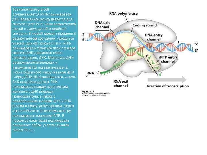Транскрипция у E. coli осуществляется РНК-полимеразой. ДНК временно раскручивается для синтеза цепи РНК, комплементарной