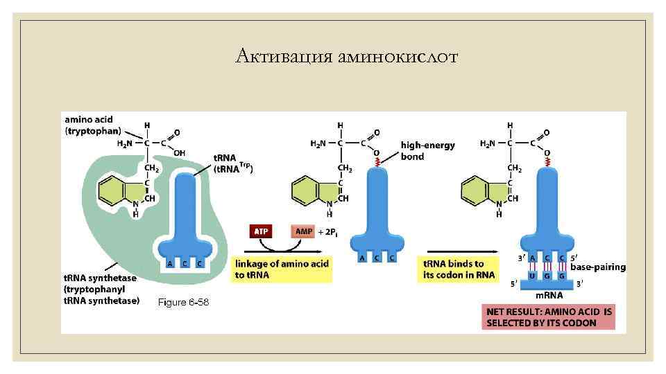 Активация аминокислот