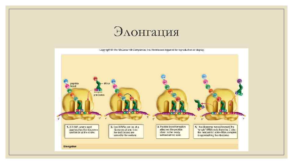 Элонгация 