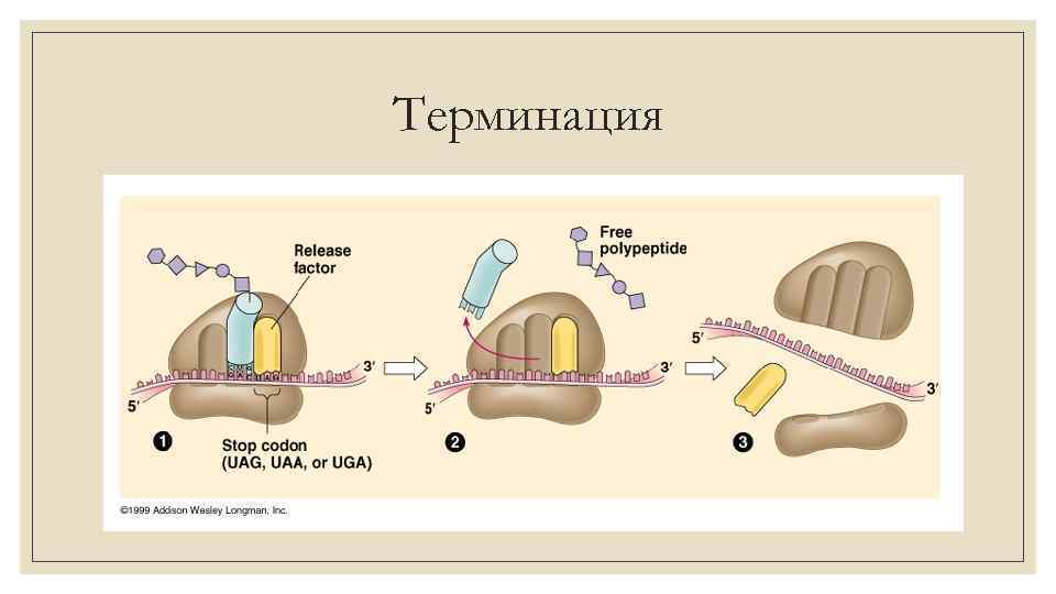 Терминация 