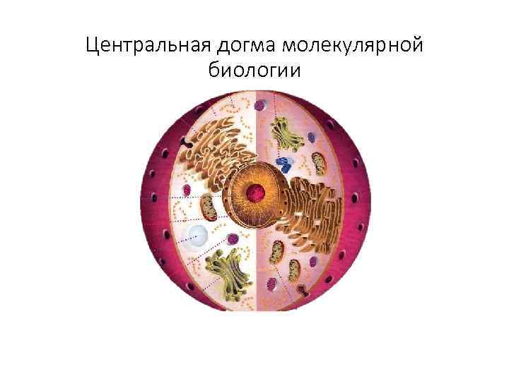 Центральная догма молекулярной биологии 