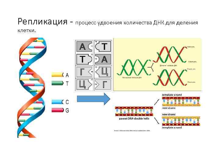 Репликация - процесс удвоения количества ДНК для деления клетки. 