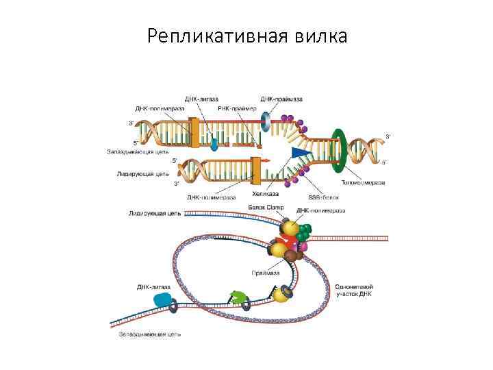 Схема репликативной вилки