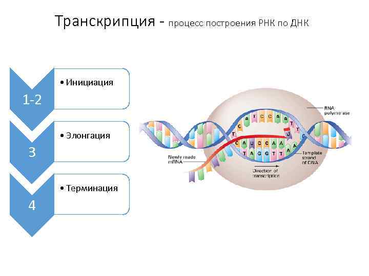 Транскрипция - процесс построения РНК по ДНК • Инициация 1 -2 • Элонгация 3
