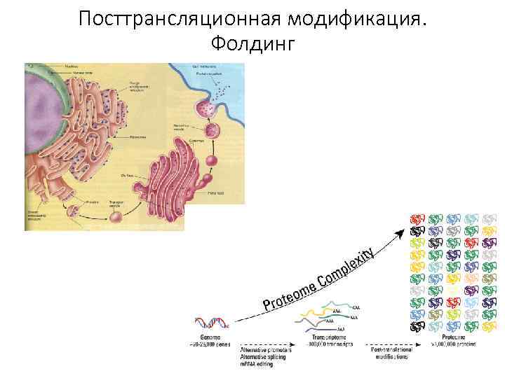 Посттрансляционная модификация. Фолдинг 