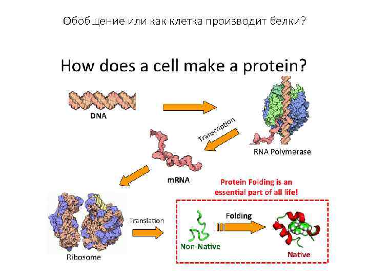 Обобщение или как клетка производит белки? 