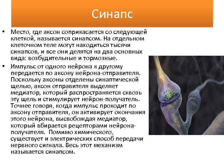 Синапс • Место, где аксон соприкасается со следующей клеткой, называется синапсом. На отдельном клеточном