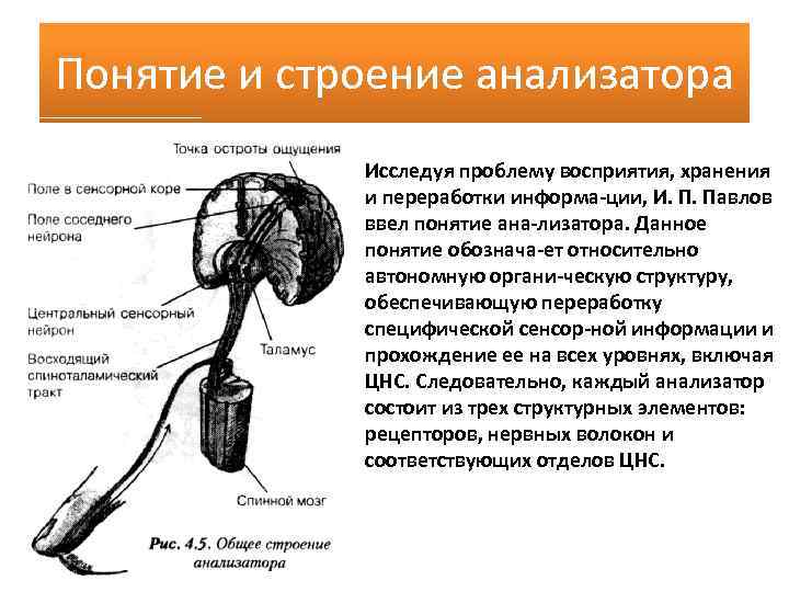 Понятие и строение анализатора Исследуя проблему восприятия, хранения и переработки информа ции, И. П.