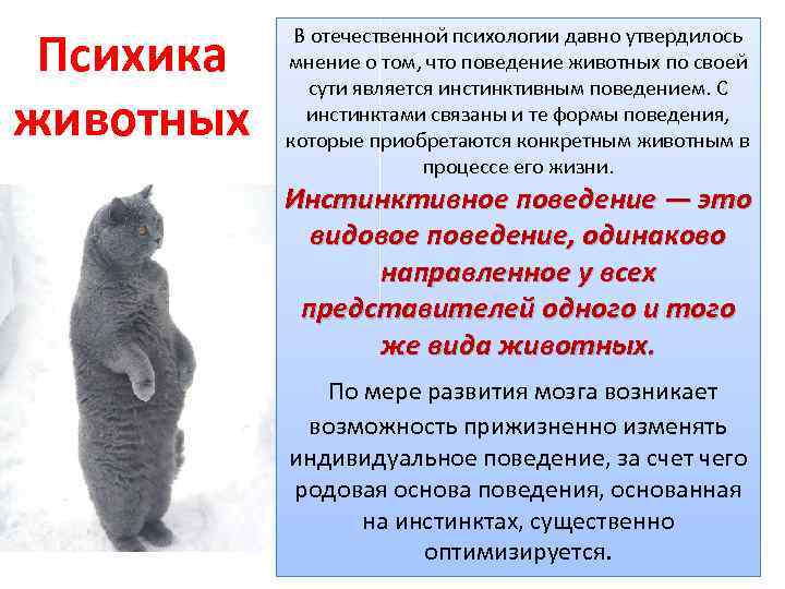 Психика животных В отечественной психологии давно утвердилось мнение о том, что поведение животных по