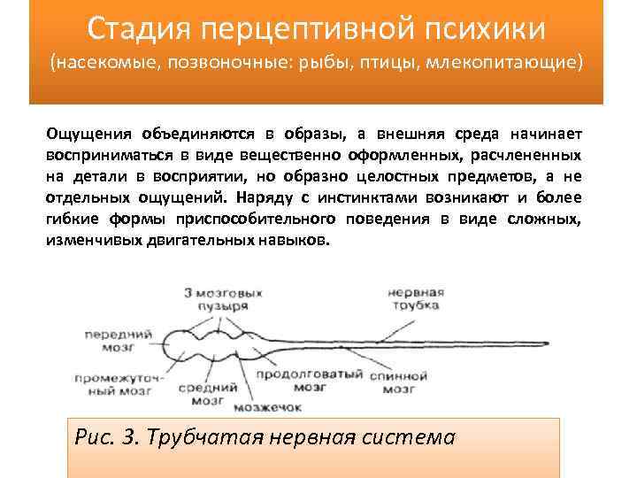 Стадия перцептивной психики (насекомые, позвоночные: рыбы, птицы, млекопитающие) Ощущения объединяются в образы, а внешняя
