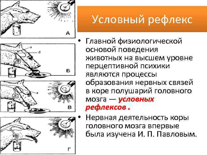 Условный рефлекс • Главной физиологической основой поведения животных на высшем уровне перцептивной психики являются