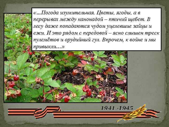  «…Погода изумительная. Цветы, ягоды, а в перерывах между канонадой – птичий щебет. В