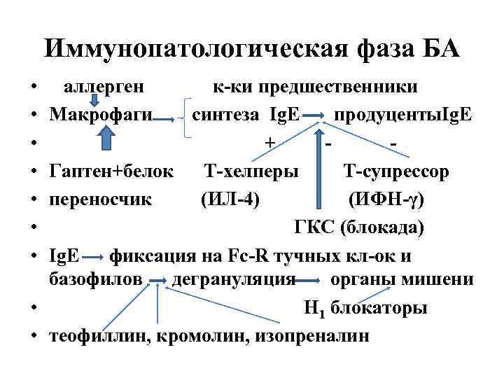 Иммунопатологическая фаза БА • • аллерген Макрофаги к-ки предшественники синтеза Ig. E продуценты. Ig.