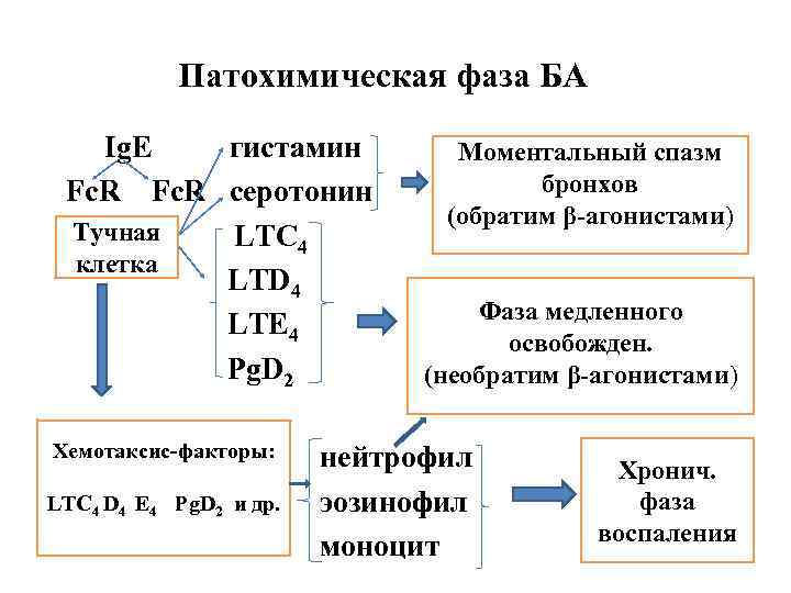 Патохимическая фаза БА Ig. Е гистамин Fc. R серотонин Тучная R LTC 4 клетка