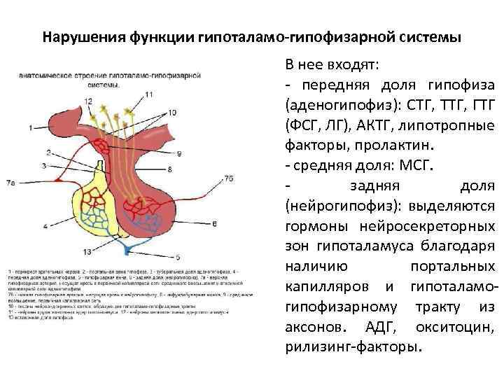 Нарушения функции гипоталамо-гипофизарной системы В нее входят: - передняя доля гипофиза (аденогипофиз): СТГ, ТТГ,