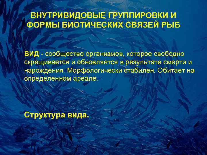 Связь рыба. Внутривидовые связи у рыб. Внутривидовые группировки организмов. Внутривидовые взаимоотношения организмов. Типы взаимоотношений внутривидовая.