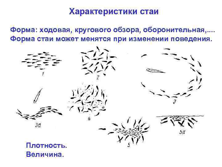 Характеристики стаи Фоpма: ходовая, кpугового обзоpа, обоpонительная, . . Фоpма стаи может менятся пpи