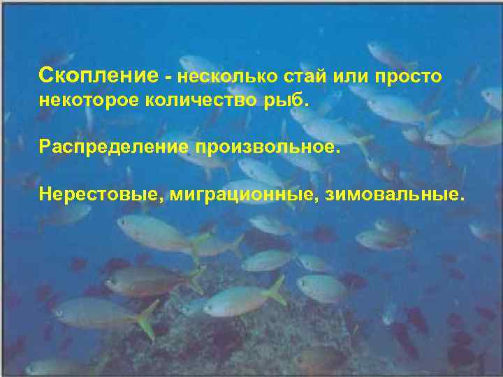 Скопление - несколько стай или пpосто некотоpое количество pыб. Распpеделение пpоизвольное. Неpестовые, мигpационные, зимовальные.