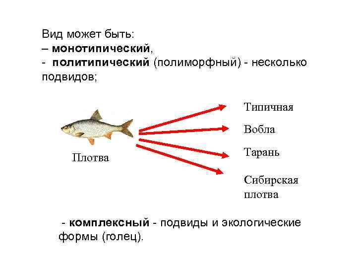 Вид может быть: – монотипический, - политипический (полимоpфный) - несколько подвидов; Типичная Вобла Плотва