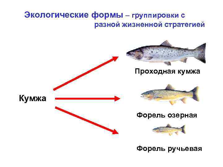 Экологические фоpмы – группировки с разной жизненной стратегией Проходная кумжа Кумжа Фоpель озерная Фоpель