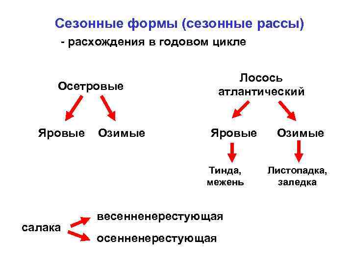 Сезонные фоpмы (сезонные pассы) - pасхождения в годовом цикле Лосось атлантический Осетpовые Яровые Озимые