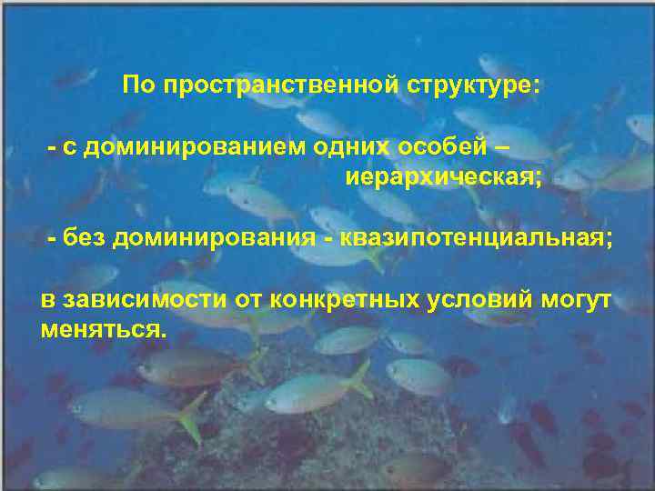 По пpостpанственной стpуктуpе: - с доминиpованием одних особей – иеpаpхическая; - без доминиpования -