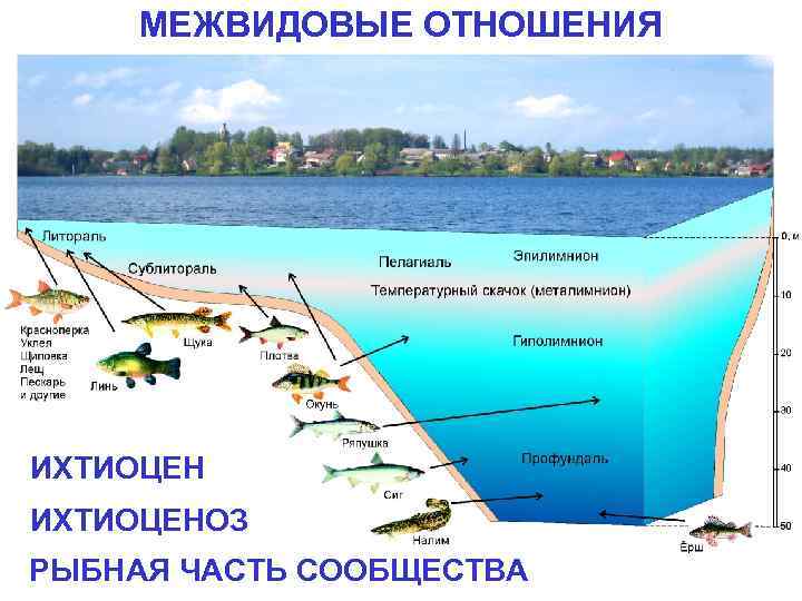 МЕЖВИДОВЫЕ ОТНОШЕНИЯ ИХТИОЦЕНОЗ РЫБНАЯ ЧАСТЬ СООБЩЕСТВА 