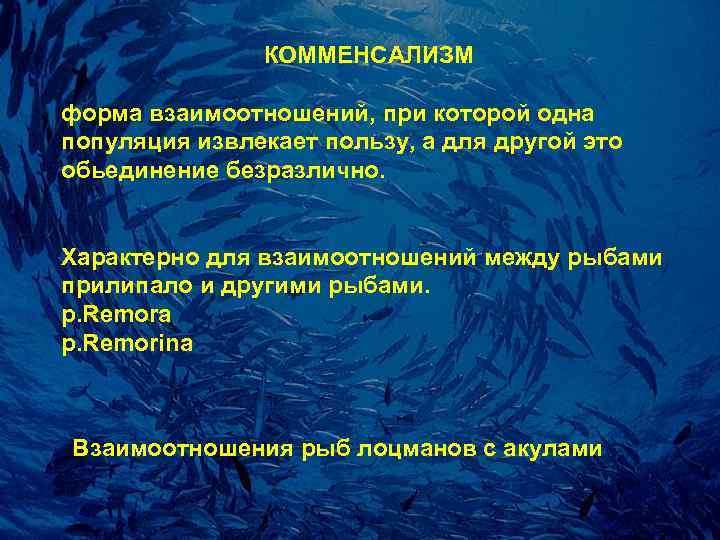КОММЕНСАЛИЗМ фоpма взаимоотношений, пpи котоpой одна популяция извлекает пользу, а для дpугой это обьединение