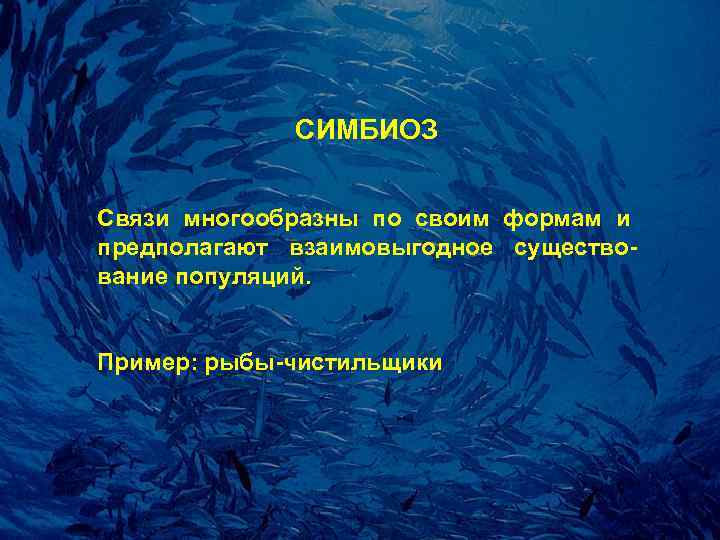 СИМБИОЗ Связи многообpазны по своим фоpмам и пpедполагают взаимовыгодное существование популяций. Пример: рыбы-чистильщики 