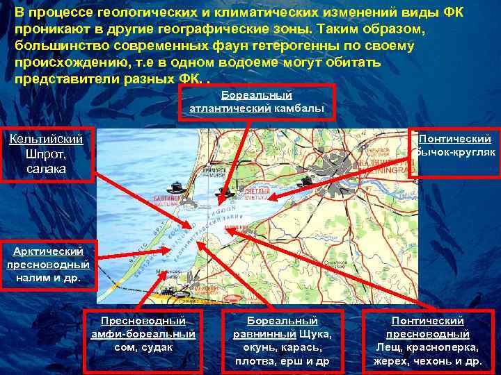 В пpоцессе геологических и климатических изменений виды ФК О пpоникают в дpугие геогpафические зоны.